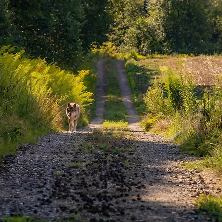 Water Hideout - Floating Luxury In Pure Wilderness * Wysoka (Miedzyrzecz)