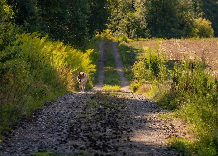 Water Hideout - Floating Luxury In Pure Wilderness * Wysoka (Miedzyrzecz)